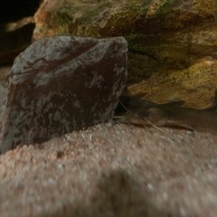 ちょいレア淡水魚♪アカザ2匹