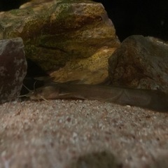 ちょいレア淡水魚♪アカザ2匹の画像