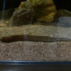 ちょいレア淡水魚♪アカザ2匹の画像