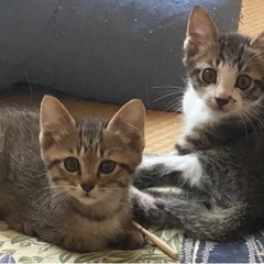 可愛い子猫の4兄妹♂♀(募集終了)