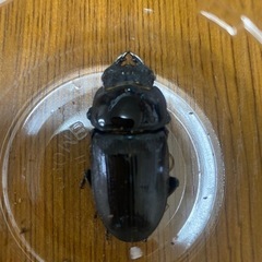 [新成虫／B品]国産オオクワガタ　♂1 ♀2の画像