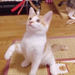 おっとりプリンちゃん❣
