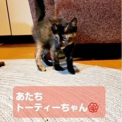 カラスに襲われていた兄妹③