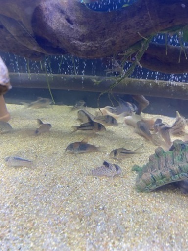 水槽　熱帯魚　コリドラス　値下げ
