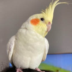 迷子の鳥(オカメインコ)を探しています