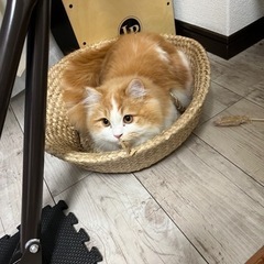 🐈ネコ友達募集中🐈