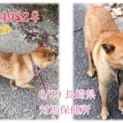 里親決定！有難うございました！　🆘保健所収容🐶飼育放棄された小柄...