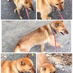 里親決定！有難うございました！　🆘保健所収容🐶飼育放棄された小柄な中型雑種の女の子がご縁を待っています🎀 - 犬