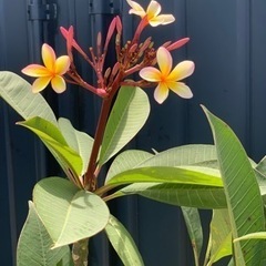 プルメリア　中型　花木　植物の画像