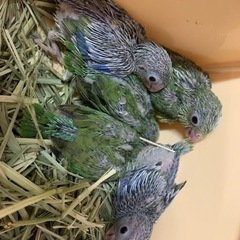 マメルリハ雛入りました。色んな雛達います😌インコ鶏鳩