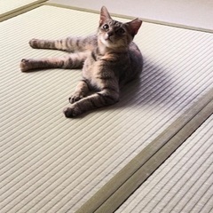 小柄な可愛いキジトラさびの女の子 - 里親募集