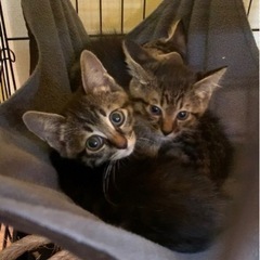 【3匹とも里親さん決定しました】★1匹ずつでも可★キジトラ♂約2カ月