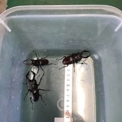 クワガタ  ノコギリクワガタ  小  59mm以下の画像