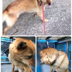 里親決定！有難うございました！　🆘保健所収容🐶飼育放棄された小柄な中型雑種の女の子がご縁を待っています🎀 - 対馬市