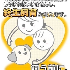里親決定！有難うございました！　🆘保健所収容🐶飼育放棄された小柄な中型雑種の女の子がご縁を待っています🎀 − 長崎県