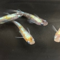 -遠州旅- 花魁めだか　現物出品の画像