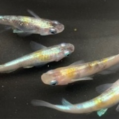 -遠州旅- 花魁めだか　現物出品