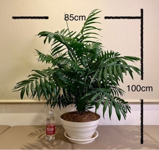 観葉植物　テーブル椰子