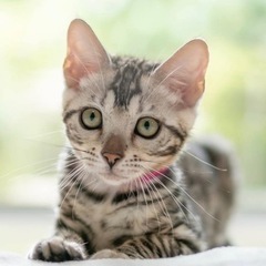 可愛いベンガル仔猫販売中