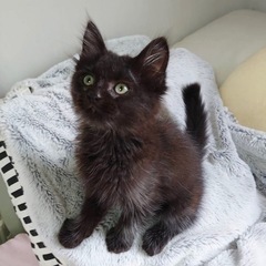 甘えん坊のふわふわ長毛★ランちゃん★2ヶ月♀メス