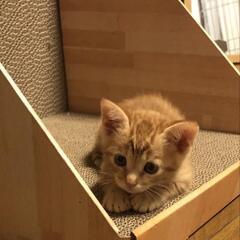 可愛いチャトラン😊😊