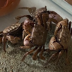 クロベンケイガニ🦀