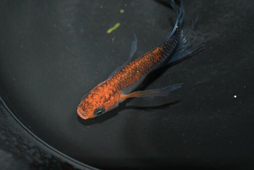 メダカ 竜章鳳姿の幼魚 10匹セット！(#^.^#)