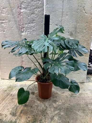モンステラ　観葉植物