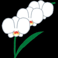 花が終わった胡蝶蘭 譲ってください
