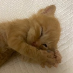 かわいい三兄弟です。里親さん探しています。