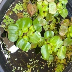 メダカの稚魚