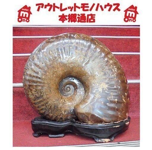 札幌【特大 希少 アンモナイト 化石 幅約40cm 縫合線】パワーストーン オブジェ インテリア雑貨 置物 アンモン貝 本郷通店