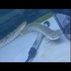 熱帯魚☆エンドリ、ラプラディ☆計6本、最終値下げの画像