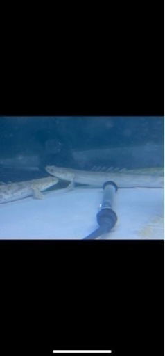 熱帯魚☆エンドリ、ラプラディ☆計6本、最終値下げ