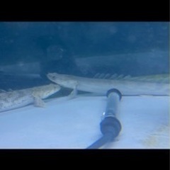 熱帯魚☆エンドリ、ラプラディ☆計6本、最終値下げの画像