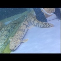 熱帯魚☆エンドリ、ラプラディ☆計6本、最終値下げ