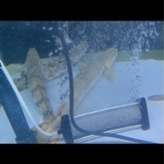 熱帯魚☆エンドリ、ラプラディ☆計6本、最終値下げの画像