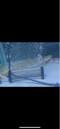 熱帯魚☆エンドリ、ラプラディ☆計6本、最終値下げ