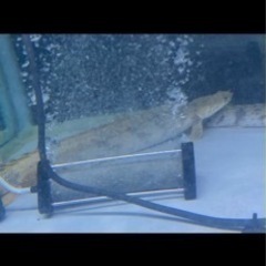 熱帯魚☆エンドリ、ラプラディ☆計6本、最終値下げの画像