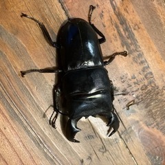 スマトラヒラタクワガタ　成虫　オス　単品　クワガタ