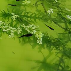 オロチメダカ幼魚7匹の画像