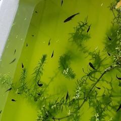 オロチメダカ幼魚7匹の画像