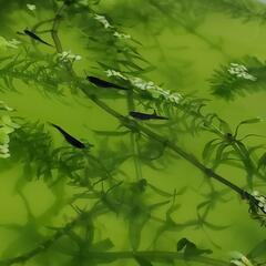オロチメダカ幼魚7匹の画像