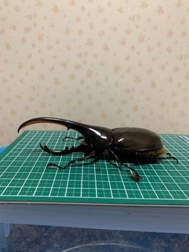 ヘラクレスオオカブト 成虫　オスメスペア