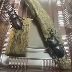 クワガタ２匹