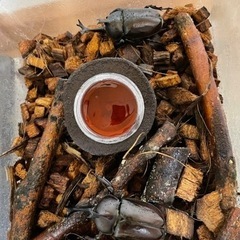 カブトムシもらってください