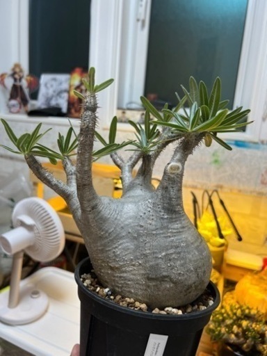 パキポディウムグラキリス　観葉植物　多肉植物　アガベ