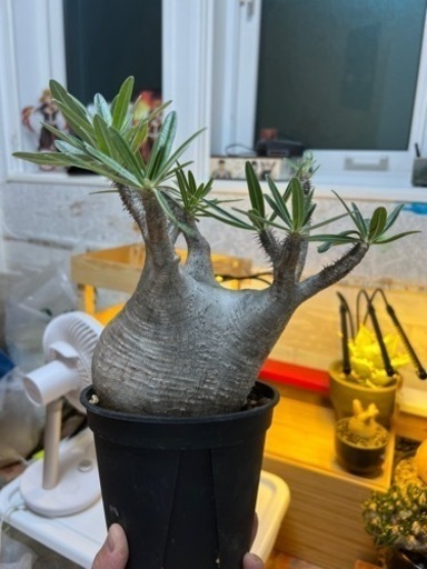 パキポディウムグラキリス　観葉植物　多肉植物　アガベ