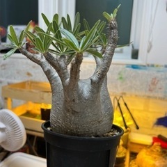 パキポディウムグラキリス 観葉植物 多肉植物 アガベ