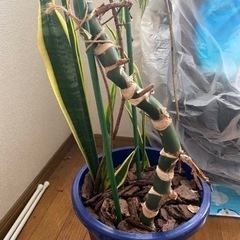 <観葉植物>モンステラ&サンスベリアの画像